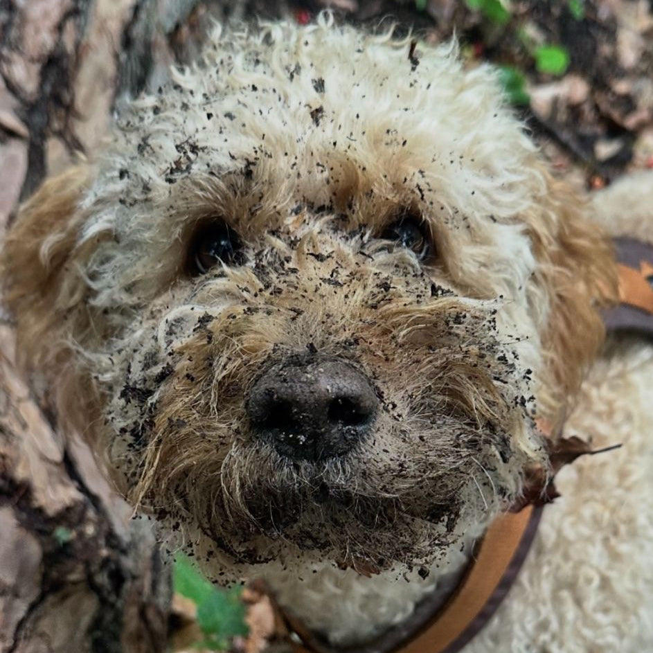 schmutziges Hundegesicht im Wald
