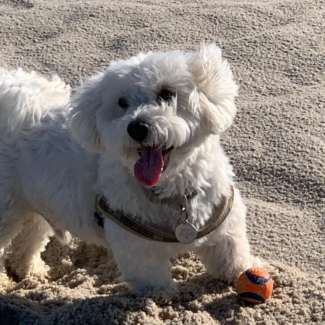 kleiner weißer Hund glücklich am Strand spielend