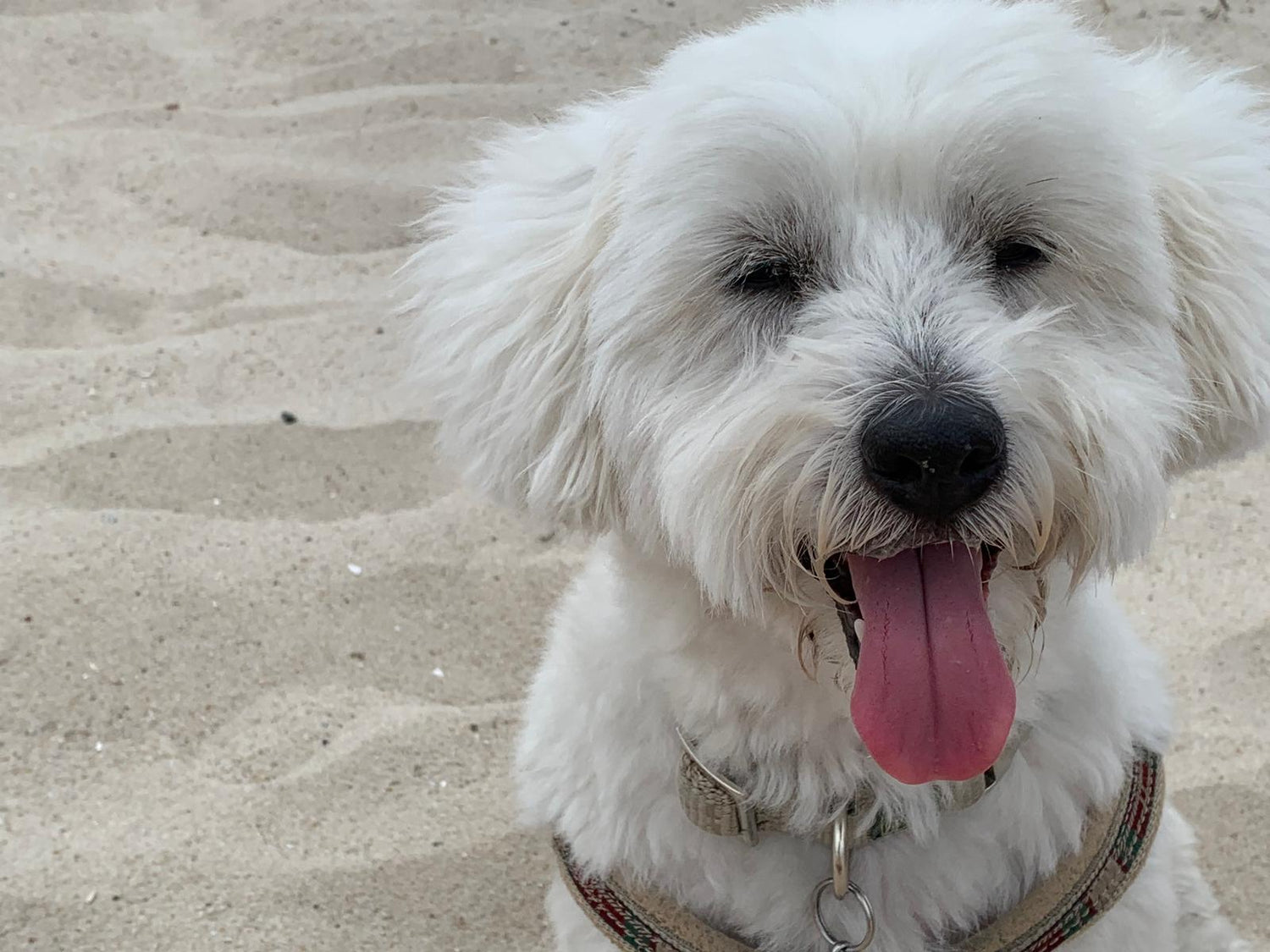 Warum dein Hund eine echte Naturseife verdient – und keine Duschlotion aus dem Supermarkt