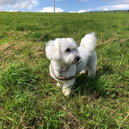 kleiner weißer Hund im Gras