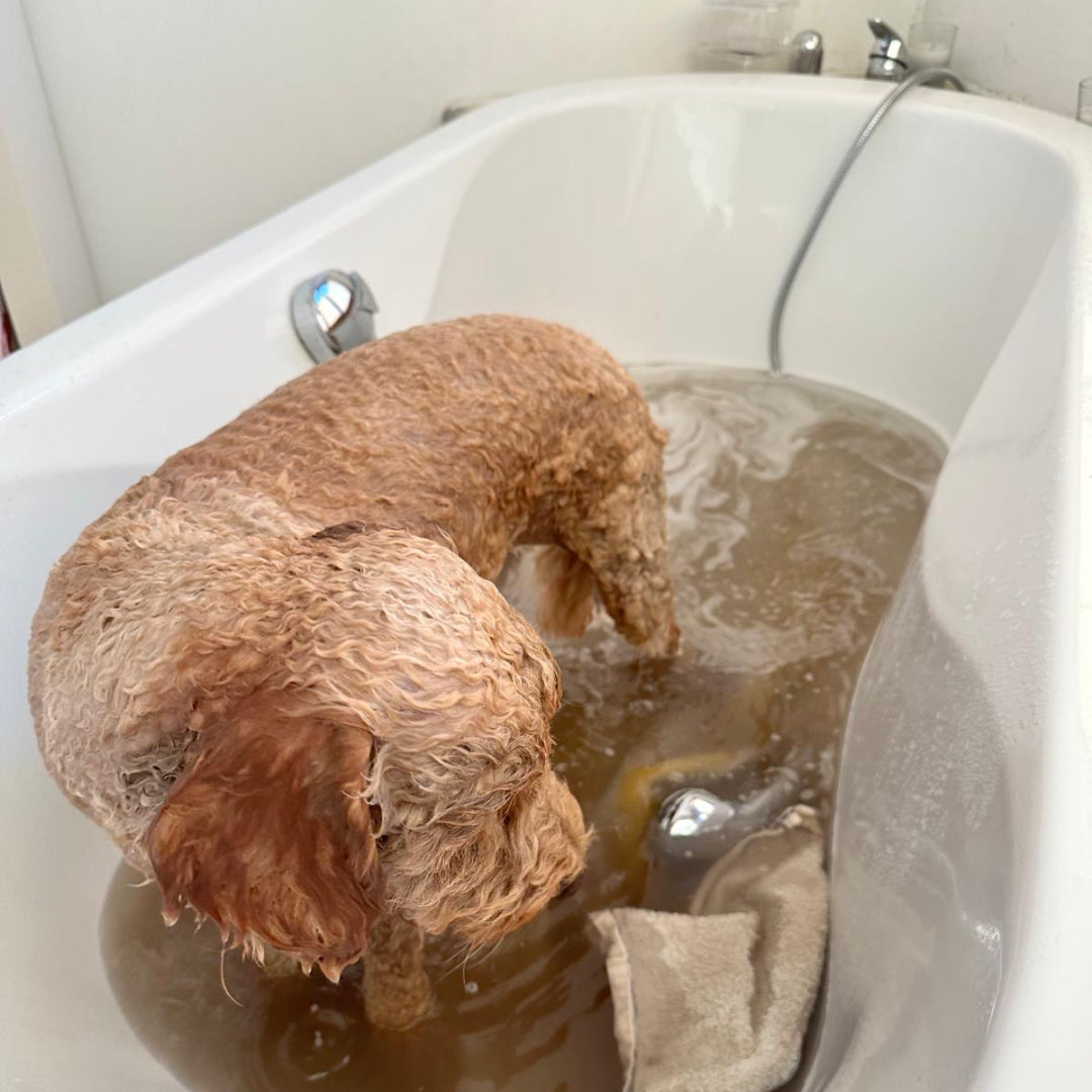 Hund in der Badewanne mit Schmutzwasser