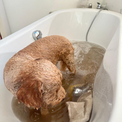 Hund in der Badewanne mit Schmutzwasser