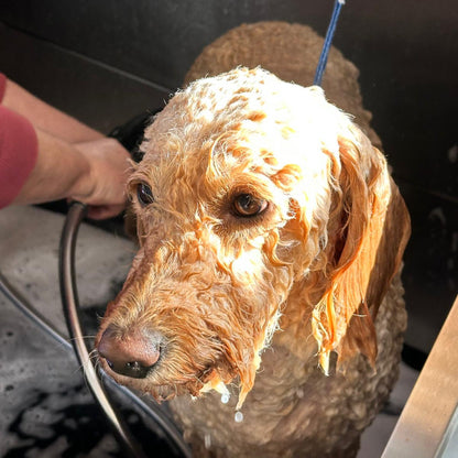 Hund eingeschäumt beim Hundefriseur