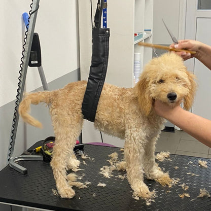 Hund beim Scheren im Hundesalon