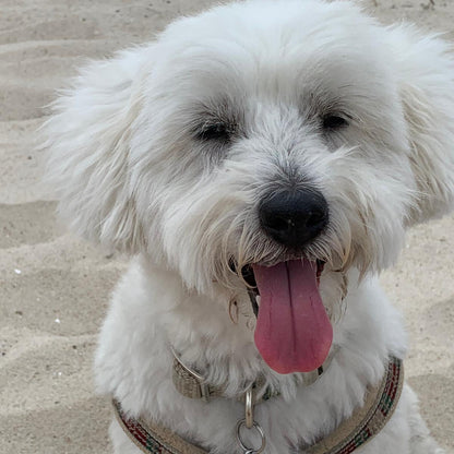 kleiner, weißer Hund am Strand