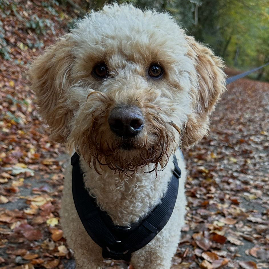 Hund beim Waldspaziergang