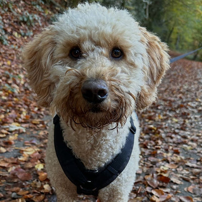 Hund beim Waldspaziergang