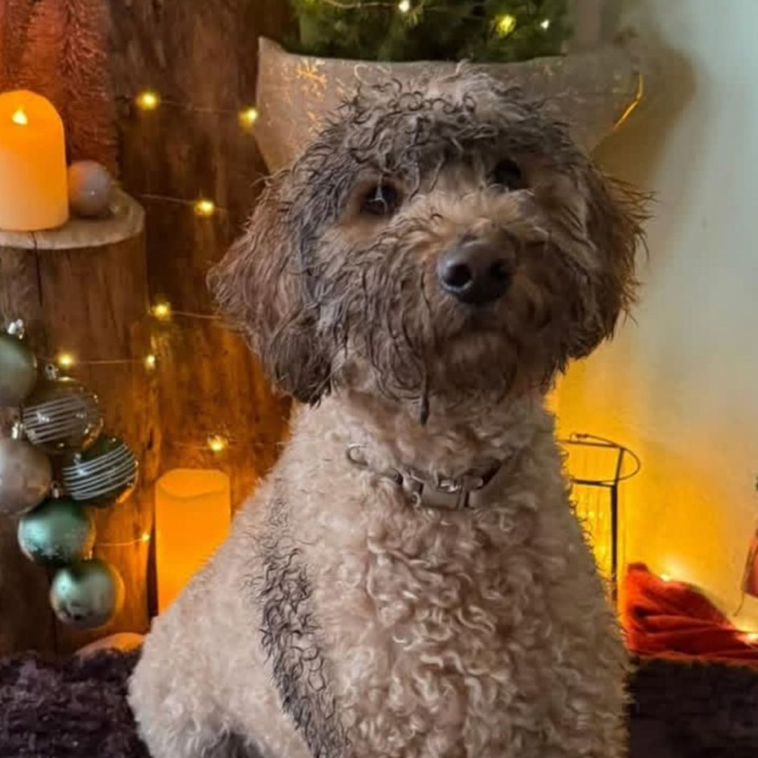 verdreckter Hund mit weihnachtlicher Deko im Wohnzimmer