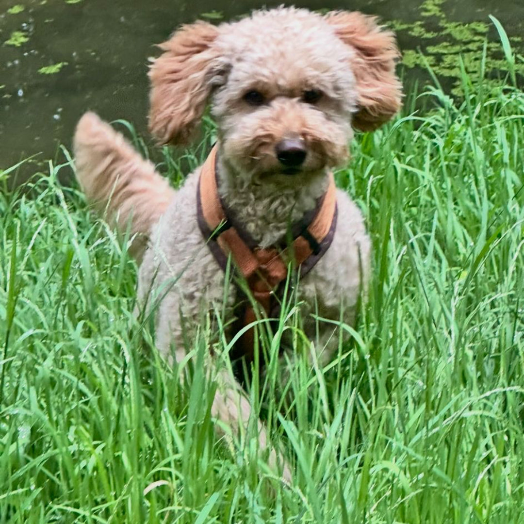 Hund springt glücklich im Gras