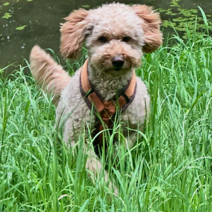 Hund springt glücklich im Gras