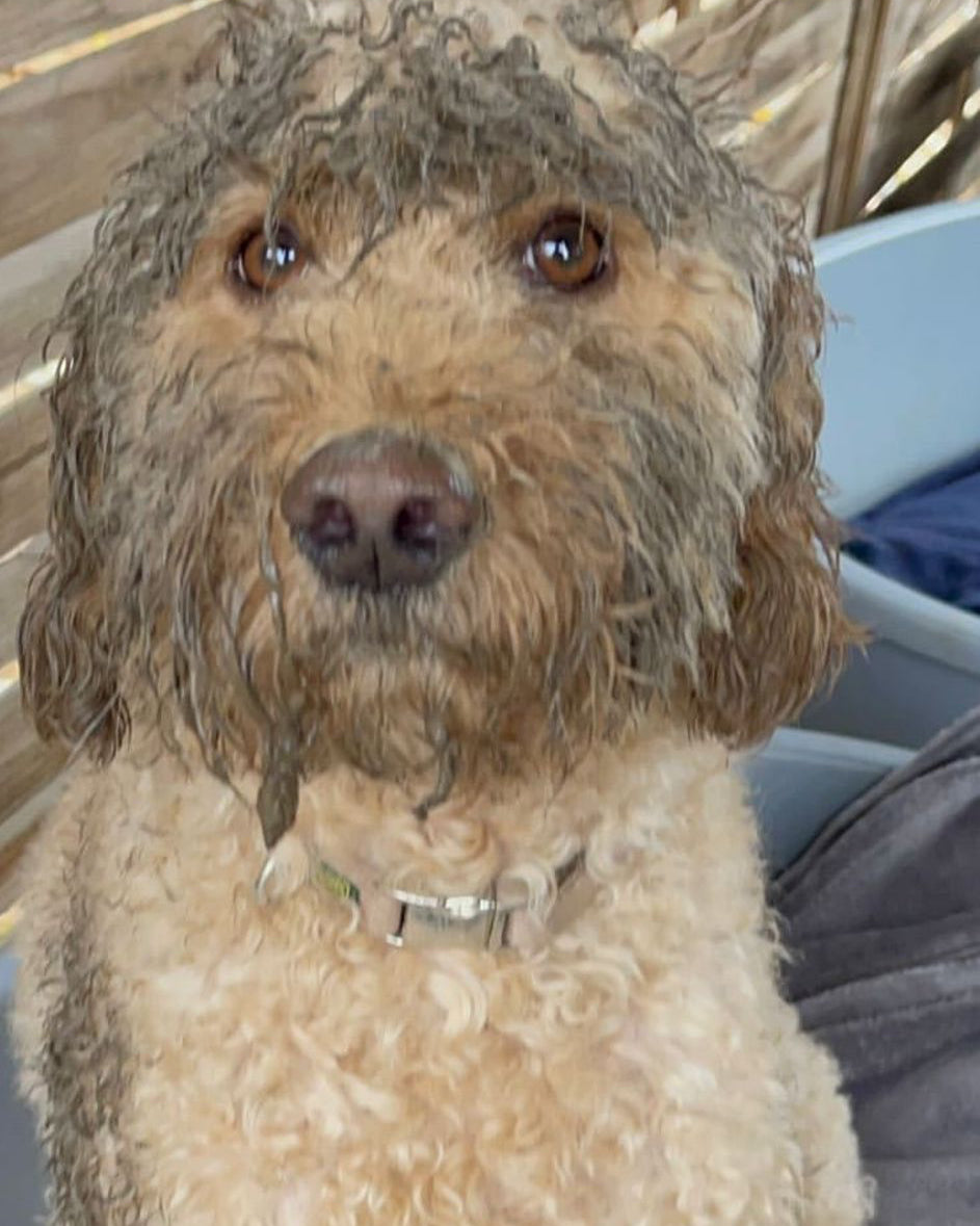 Hundegesicht voller Schlamm