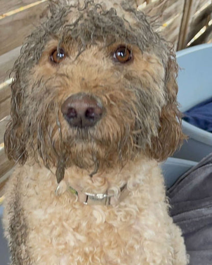 Hundegesicht voller Schlamm